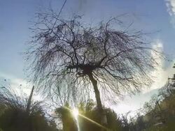 HD TIME-LAPSE: Cloudscape Over The Tree Stock Footage