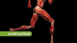 Muscle Function Instructional Video