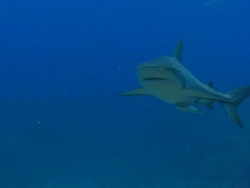 Caribbean reef shark, Carcharhinus perezi, swims, Bahamas  Stock Footage