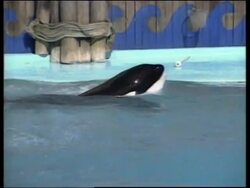 MEXICO: MEXICO CITY: STAR OF FREE WILLY IS FINALLY RESCUED News Clip