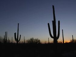 Saguaro National Park Stock Footage