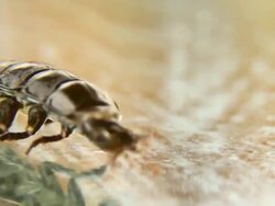 Beatle larva walking - macro, HD Stock Footage