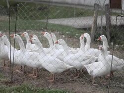 Flock of white geese on a farm Stock Footage