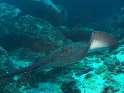 Marble Ray, Costa Rica, Pacific Ocean  Stock Footage