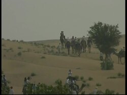 WA camels and riders in the desert, Rajasthan, India Stock Footage