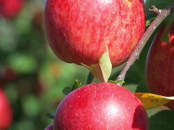 red apples - close up Stock Footage