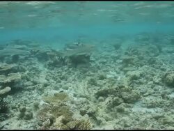Black Tip sharks swimming over diverse coral Stock Footage