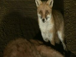 Foxes scavenging, eating kangaroo, CU, Australia Stock Footage