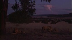 A pride of lions rests below a tree. Stock Footage