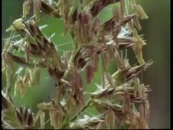 CU time lapse grass, stamens shooting out Stock Footage
