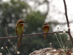 Blue-tailed bee-eater (Merops philippinus) Stock Footage