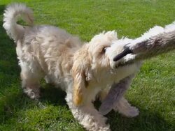 HD SLOW MOTION:  Puppy Playing with Chew Toy Stock Footage