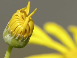 CU Shot of Yellow Namaqualand daisies / Namaqualand, Northern Cape, South Africa Stock Footage