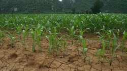 Corn field young corn plants stalks green field Stock Footage
