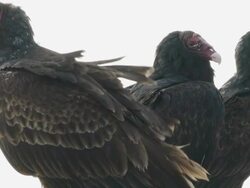 Close-up of three Turkey Vultures, Aransas National Wildlife Refuge, Texas Stock Footage