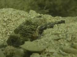 CU Shot of Goby resting on riverbed with shrimp excavating burrow and emerging from burrow briefly / Pemba, Cabo Delgado, Mozambique Stock Footage