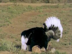 Ostrich (Struthio camellus) mating, male mounts and waves head, Namaqualand, South Africa Stock Footage