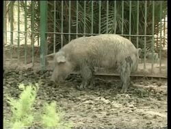 Baghdad zoo kills boars on swine flu worries News Clip