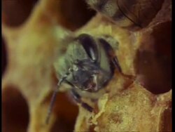Honey bee emerges from honey comb cell, England Stock Footage