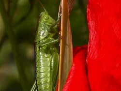 NTSC: Grasshopper Stock Footage