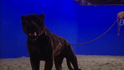 An animal trainer holds a black panther with a leash while another animal trainer tempts the panther with a morsel. Stock Footage