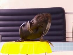 Happy seal Stock Footage