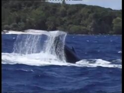 MS Humpback Whale, Megaptera novaeangliae, tail breaching, Tonga Stock Footage