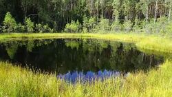 swamp Stock Footage