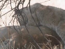 CU TS Shot of Lionesses and their cubs crawling around and over them   / Central Kalahari Game Reserve, Botswana Stock Footage