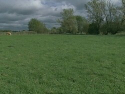 Iffley Meadows, Oxford, pan and crane, cows grazing, spring (part of time lapse seasonal series) Stock Footage