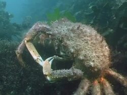 Great spider crab (Hyas araneus) feeding, Channel islands, UK Stock Footage