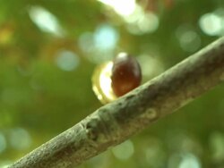 Conker falls on branch Stock Footage
