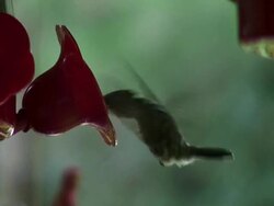 Hummingbird Uses Tongue at Feeder Stock Footage