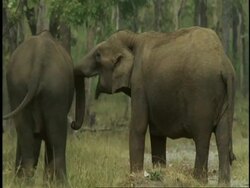 MS Asian Elephant, Elephas maximus, affectionate trunk touching and courtship behaviour, Western Ghats, India Stock Footage
