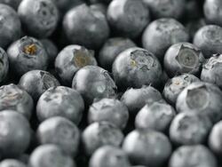 Blueberry Stock Footage