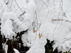 leafes ara moving with wind on a snowy cliff Stock Footage
