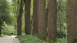 Park road with tree Stock Footage