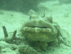 Crocodile Fish, Cymbacephalus beauforti, camouflaged on seabed, Kapalai, Sipadan, Borneo Stock Footage