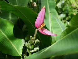 MS Flowers of Pink fruited banana and leaves shaking by wind and Pink fruited banana grows in tropical rain forest / Honomu, Big Island,Hawaii, United States Stock Footage