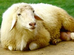 sheep sit in farm Stock Footage