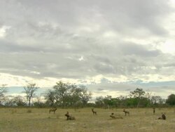 WS View of Pack of African wild dogs gathered and resting in open plain / Okavango Delta, North West District, Botswana Stock Footage