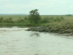 Wide Shot - Crocodiles and hippos occupy opposite sides of a river in Africa / Kenya Stock Footage