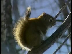 CU Red squirrel, Tamiasciurus hudsonicus, sitting in tree then scurrying out of shot, Arctic Circle Stock Footage