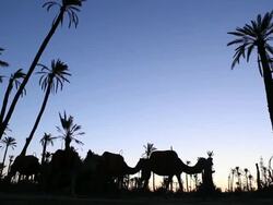 Sunrise at oasis in desert with camels Stock Footage