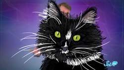 Does Meditation Really Affect Your Brain? Instructional Video