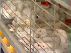 Integrated poultry farm. Stock Footage