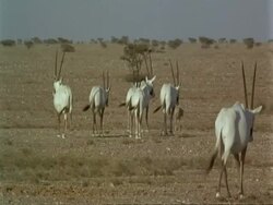 MS Arabian Oryx, Oryx leucoryx, adults and calf walking away from camera, Jiddat al Harasis desert, Oman Stock Footage