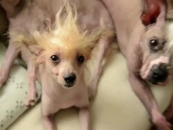 New Craze For Hairless Household Pets Stock Footage