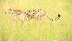 Cheetah watching for preying at wild Stock Footage