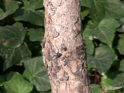 Two Flies Stock Footage